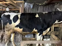 Bulle, Holstein-Rasse — Foto 2