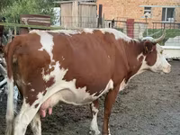 Bull, Kazakh White-headed cow — photo 4