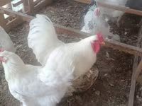 Chickens — Foto 3