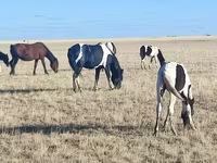 घोड़ी, Horse breed — फ़ोटो 3