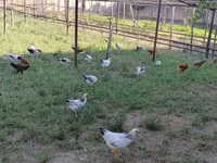 Chickens — 4-сурет