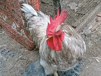 Chickens — फ़ोटो 2