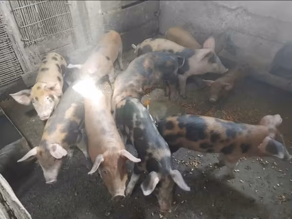 Schweine (Partie, Geschlecht nicht angegeben), Schweine