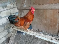 Chickens — Foto 1