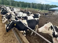 母牛, Holstein breed — 照片 3