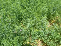 Hal hazirda Yonca (Medicago sativa) becerilib 3 hektar torpaq sahəsi — الصورة 3