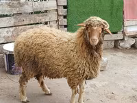 Qoç, Qoyunlar — foto 8