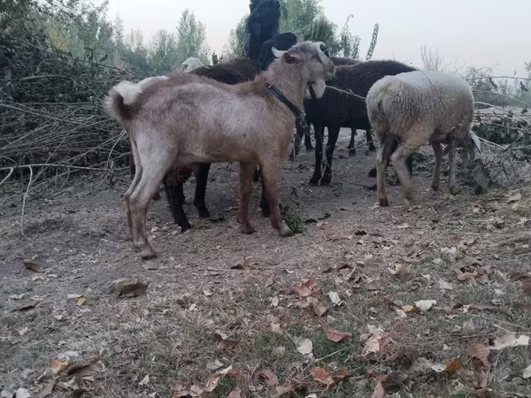 Козы (партия, пол не указан), Козлы