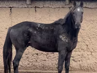 公马, Kazakh horse — 照片 3