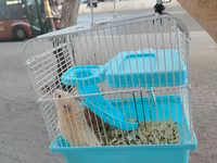 Hamster sağlam balalardır Qəfəs ilə bir yerdə satılır çatdırılma var — foto 2