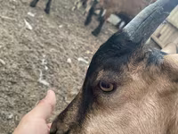 عنزة, Alpine goat — الصورة 5