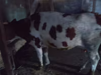 Kuh, Simmental cattle — Foto 2