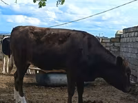 بقرة, Simmental cattle — الصورة 2