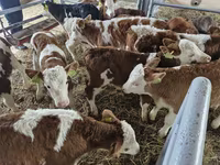 Bulle, Simmental cattle — Foto 2