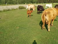 Kuh, Charolais cattle — Foto 5