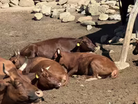 بقرة, Latvian Blue cattle — الصورة 1
