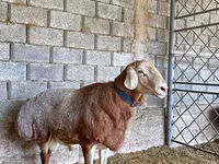 Widder, Arashan sheep — Foto 4
