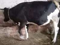 Kuh, Russian Black pied cattle — Foto 6