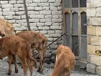 सांड, मवेशी — फ़ोटो 4