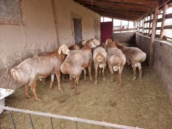 Widder, Arashan sheep