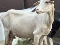 Ziege, Saanen goat — Foto 4