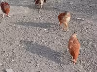 Chickens — Foto 5