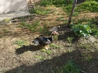 Ducks — फ़ोटो 1