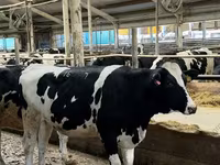 母牛, Holstein breed — 照片 2