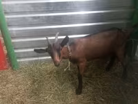 बकरी, Alpine goat — फ़ोटो 5