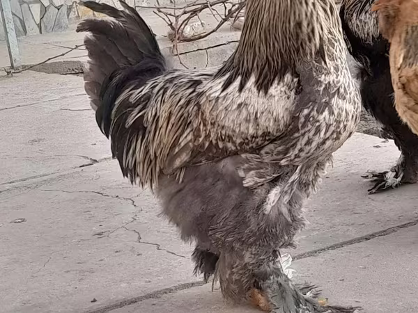 Brahma