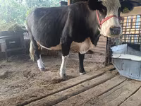 Kuh, Russian Black pied cattle — Foto 1