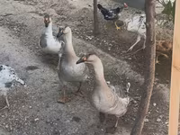 Geese — Foto 4