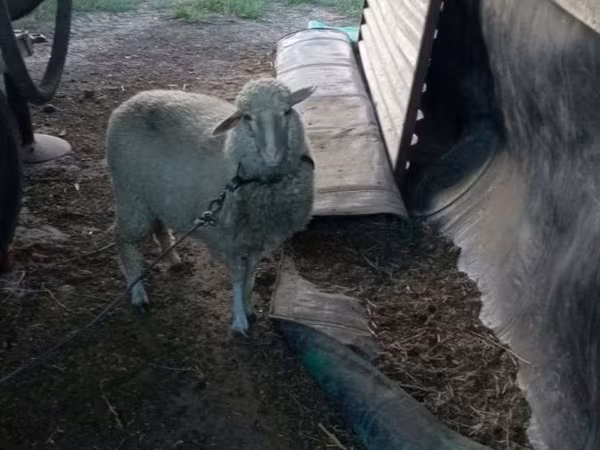 Овца, Бараны