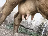 Сиыр, Simmental cattle — 3-сурет