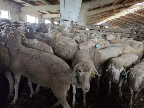 Oveja, Kuibyshev sheep