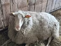 公羊, Sheep — 照片 4