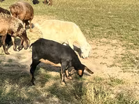 Коза, Нубийская коза или англо-нубийская — фото 5