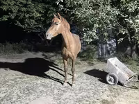 Hengst, Kazakh horse — Foto 8