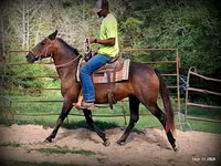 فرس, Quarter Horse — الصورة 7