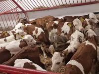 Bulle, Simmental cattle — Foto 1