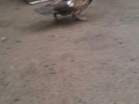 Ducks — फ़ोटो 2