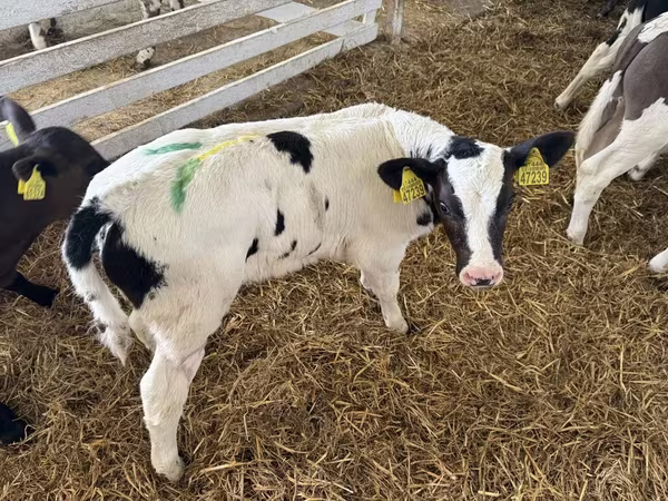 Бұқа, Russian Black pied cattle