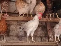 Chickens — 5-rasm