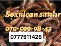 Məhsul: Canlı soxulcanlar və may böcəyi sürfələri Təsvir: - Balıq — foto 3
