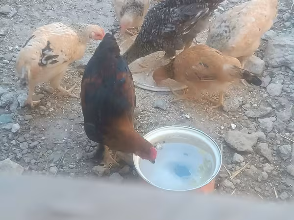 Chickens