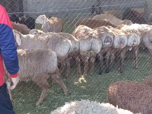 Qoç, Qoyunlar