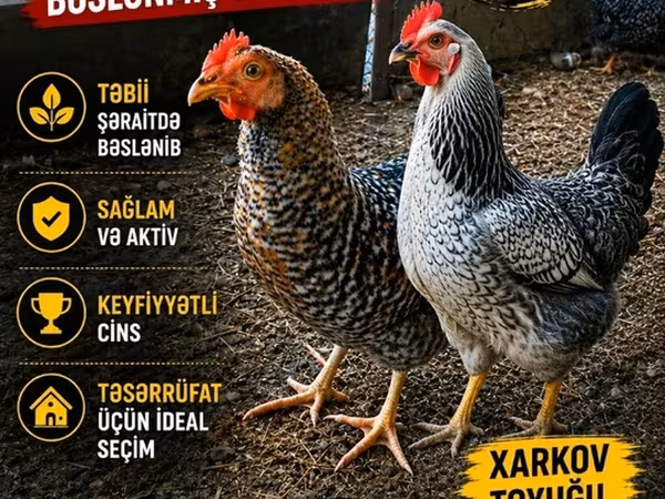 Chickens