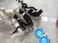 Отдаем котиков в хорошие руки, беспалтно. все кроме белых — الصورة 1