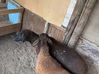 نعجة, Karakul sheep — الصورة 5