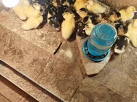 Ducks — photo 4